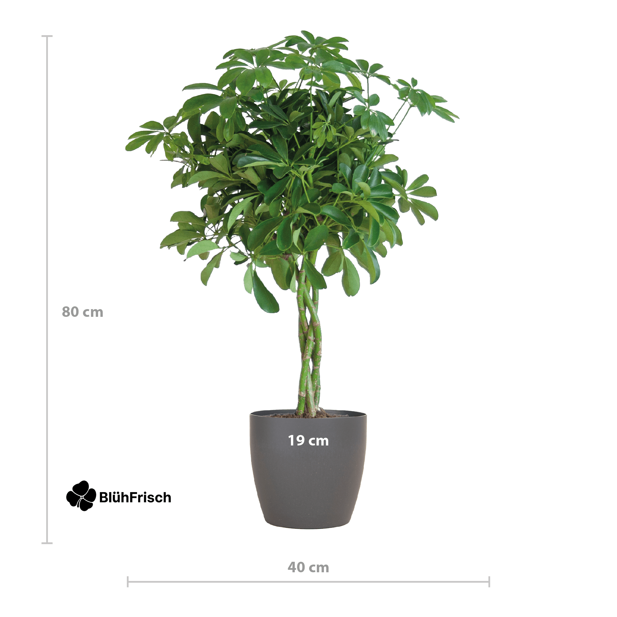 Schefflera Arab Nora mit Viber grau – 70 cm – Ø21
