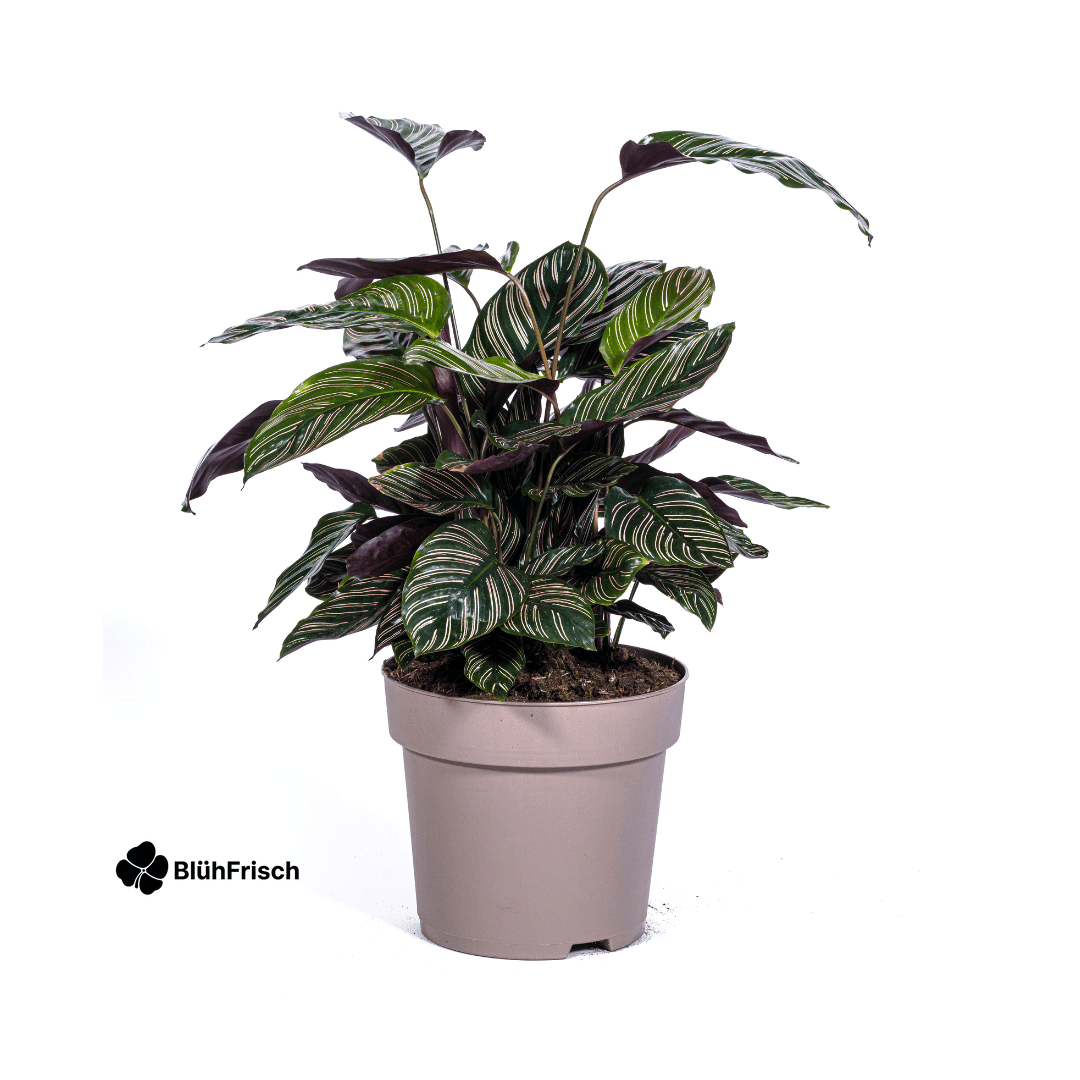 Calathea Ornata Sanderiana Ø27cm - ↕60 - 80cm