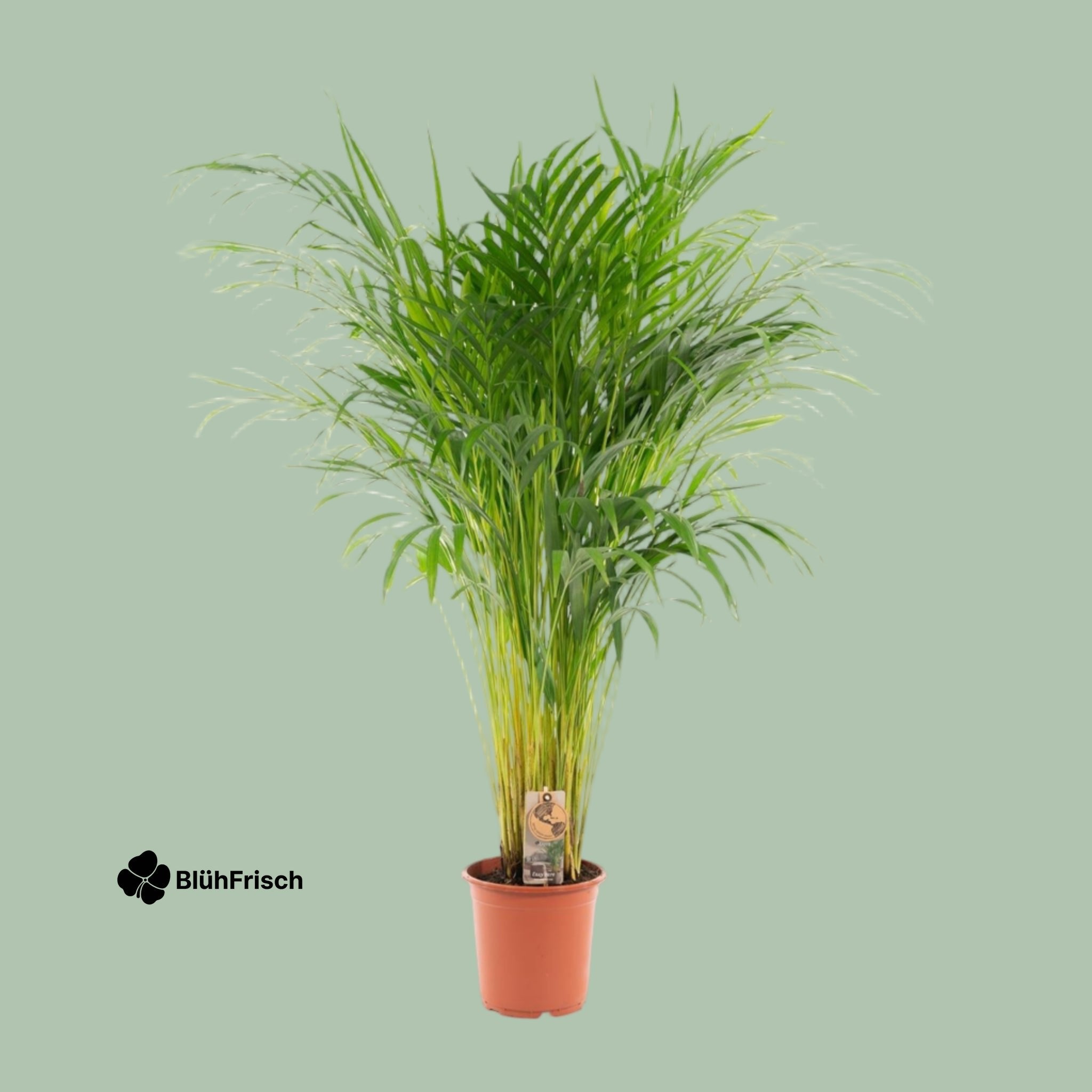 Areca-Palme - Ø21cm - ↕110cm