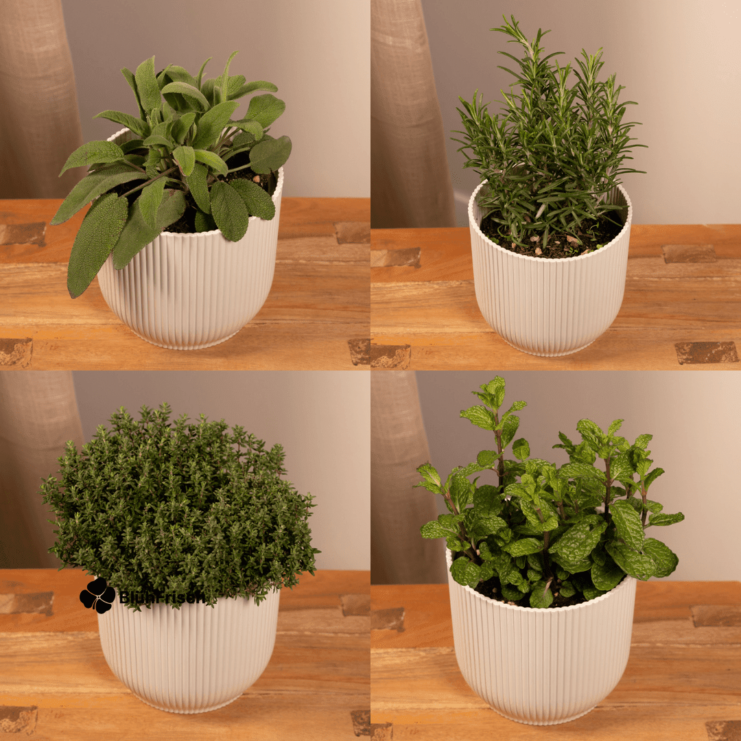 Gartenkräuter Mix - 4 Stücke - Ø14cm - ↕18cm