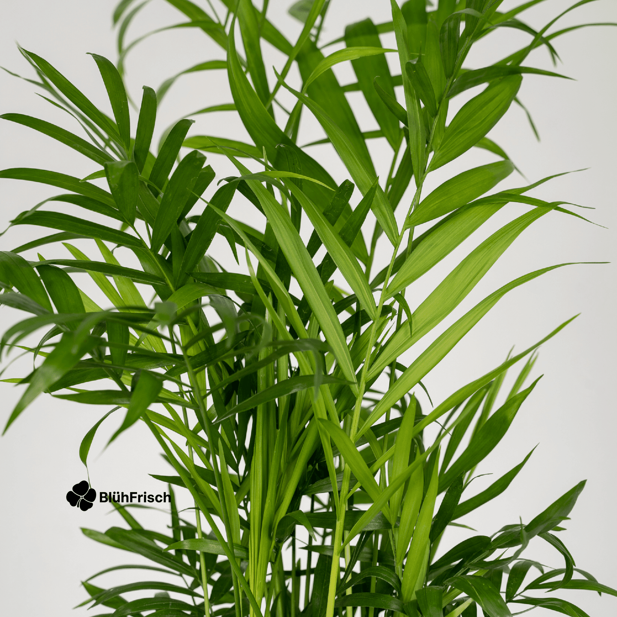 Chamaedorea Elegans Mexikanische Bergpalme - 2 Stücke - Ø12cm - ↕40cm