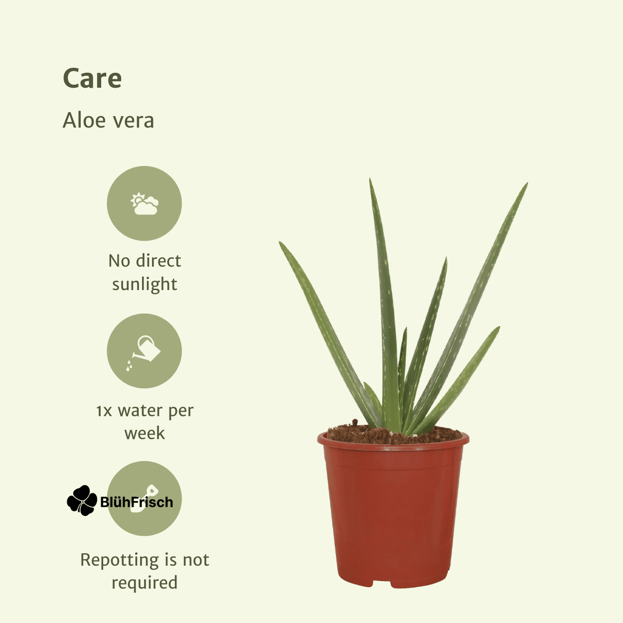 2x Aloe Vera - Sukkulente - 40cm - ø12