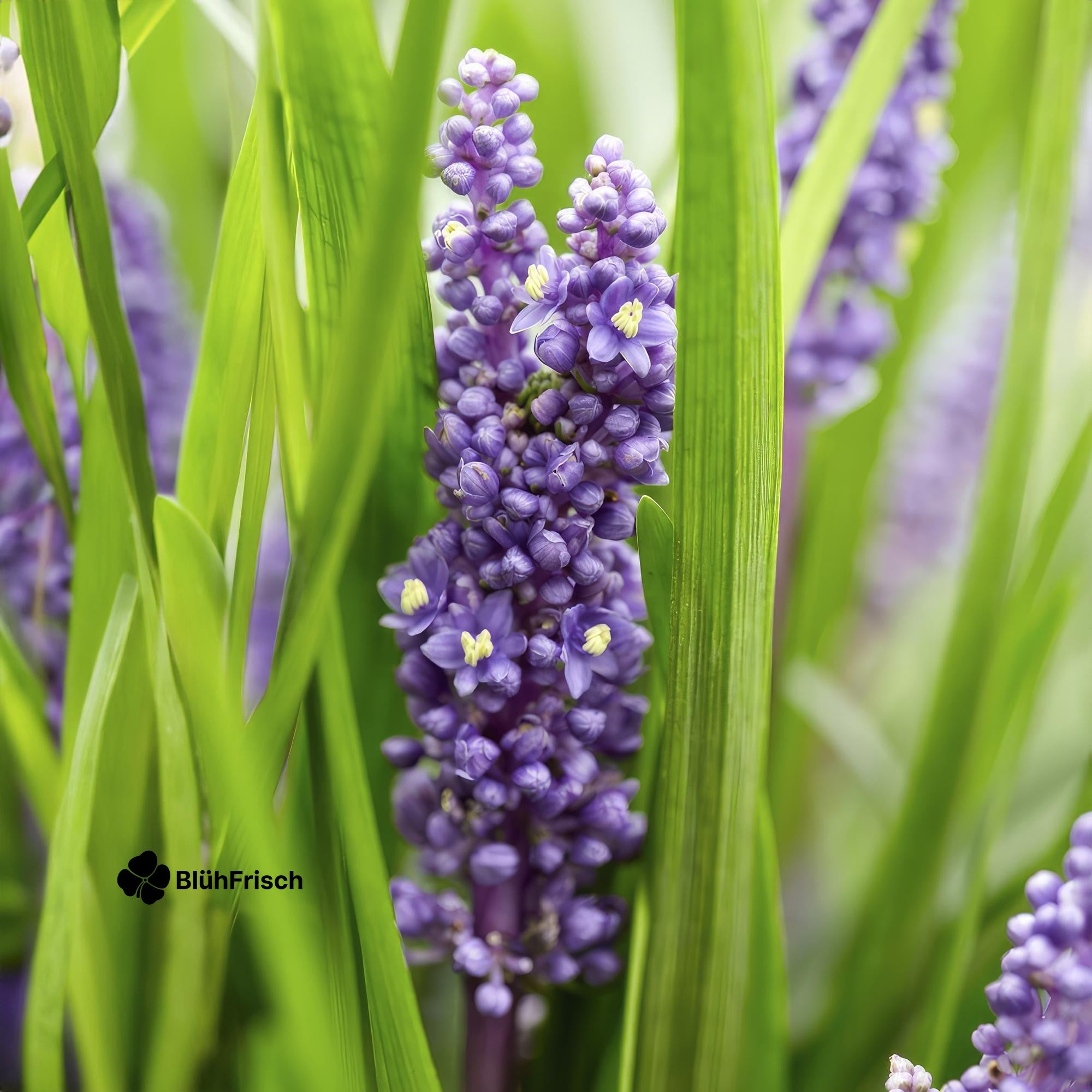 24x Liriope muscari 'Big Blue' - ↕10-25cm - Ø9cm