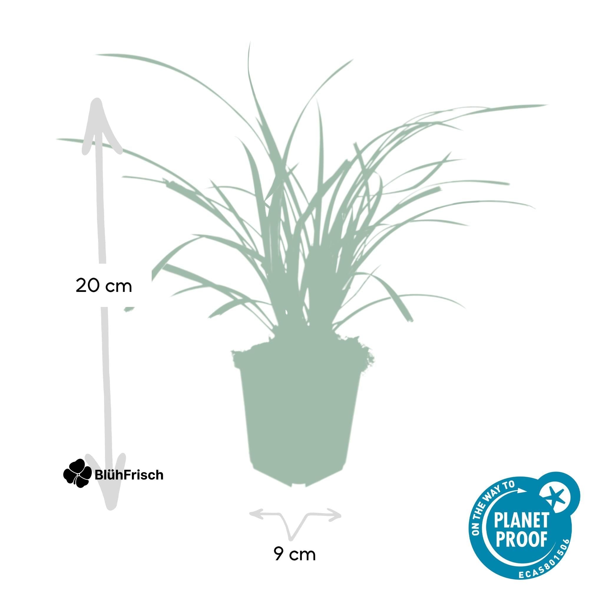 24x Carex morrowii 'Ice Dance' - ↕10-25cm - Ø9cm