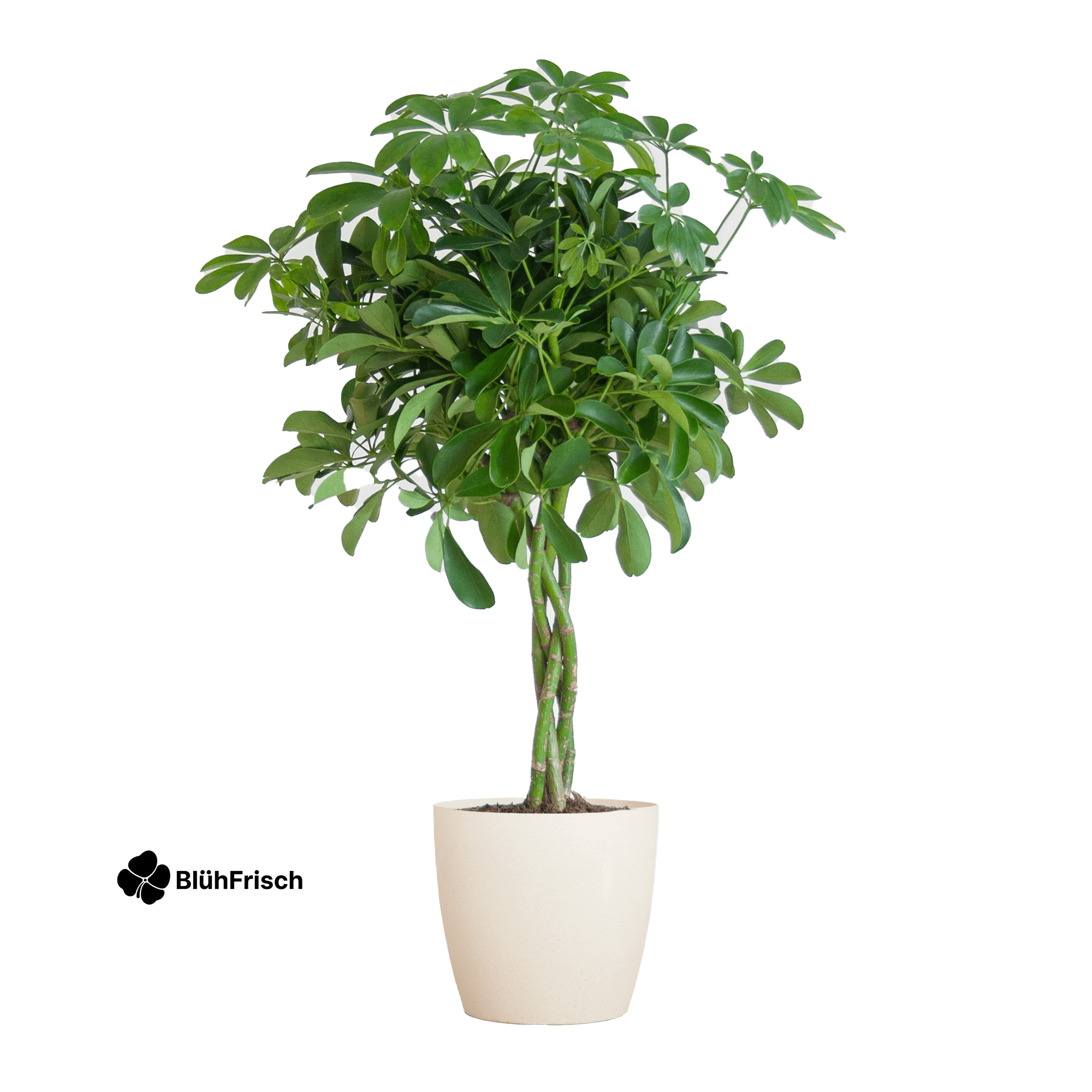 Schefflera Arab Nora mit Viber weiß – 70 cm – Ø21