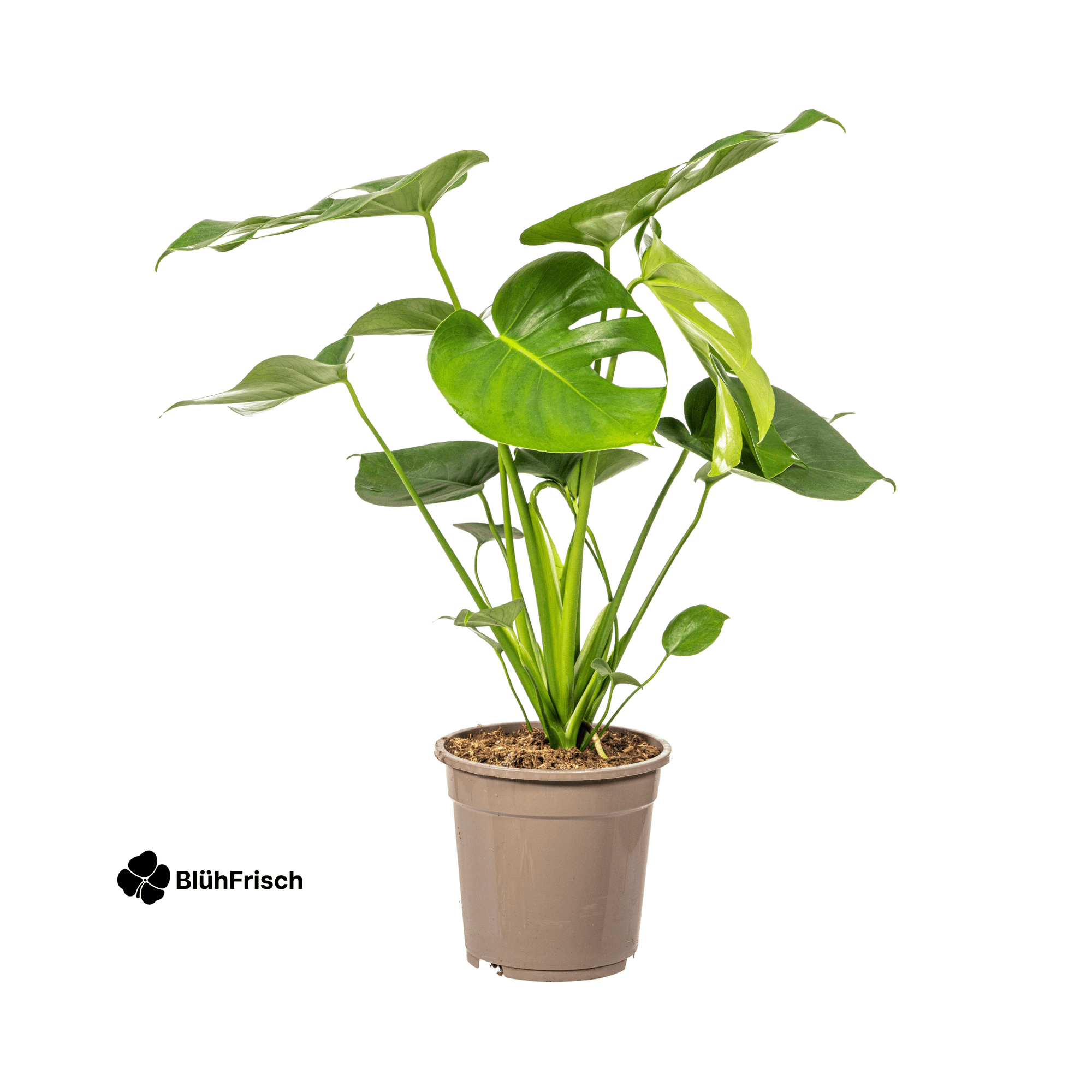 Monstera Deliciosa Tauerii Ø19cm - ↕70 - 90cm