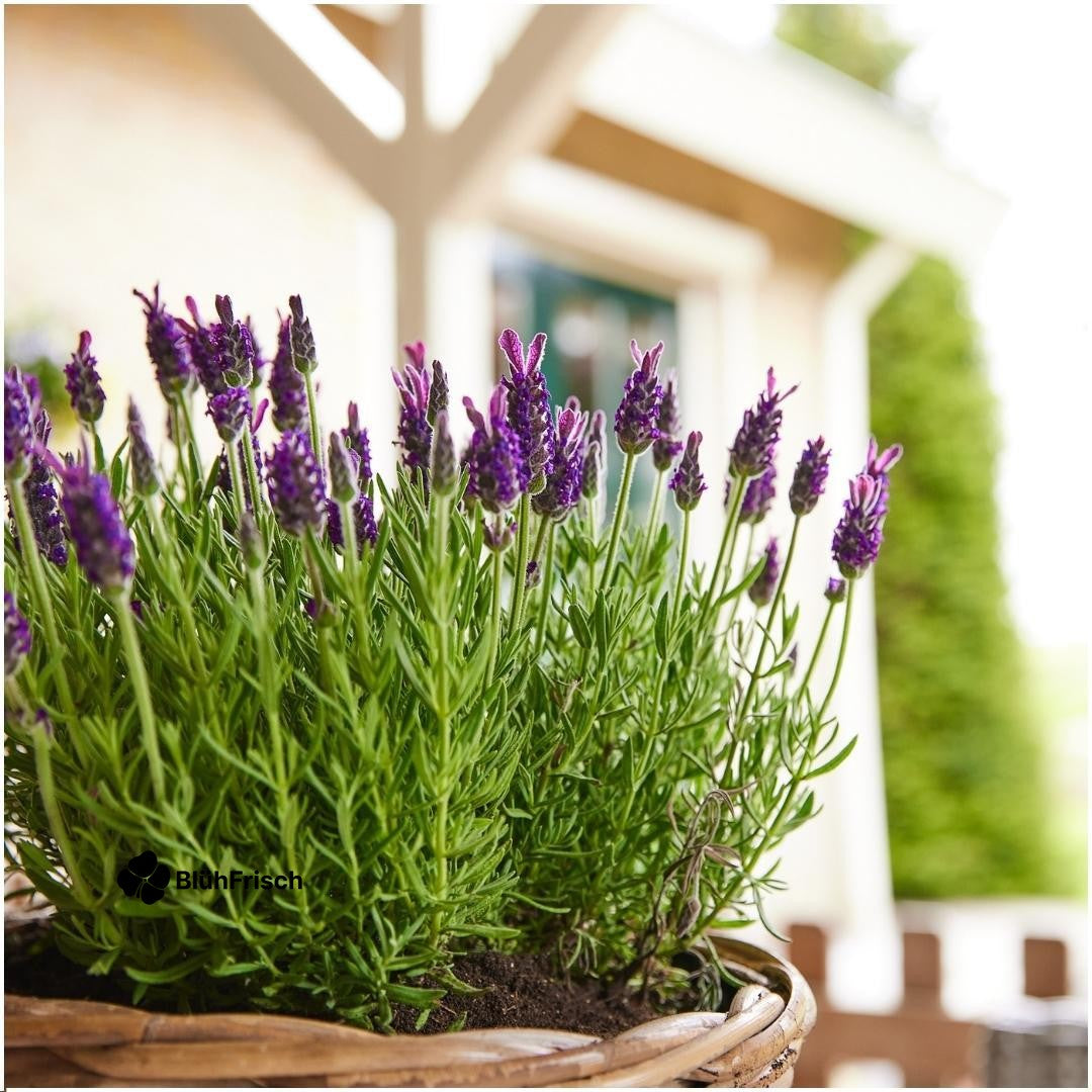 Plants by Frank - Lavandula stoechas Anouk® - 12 cm Topf - Set mit 6 französischen Lavendelpflanzen