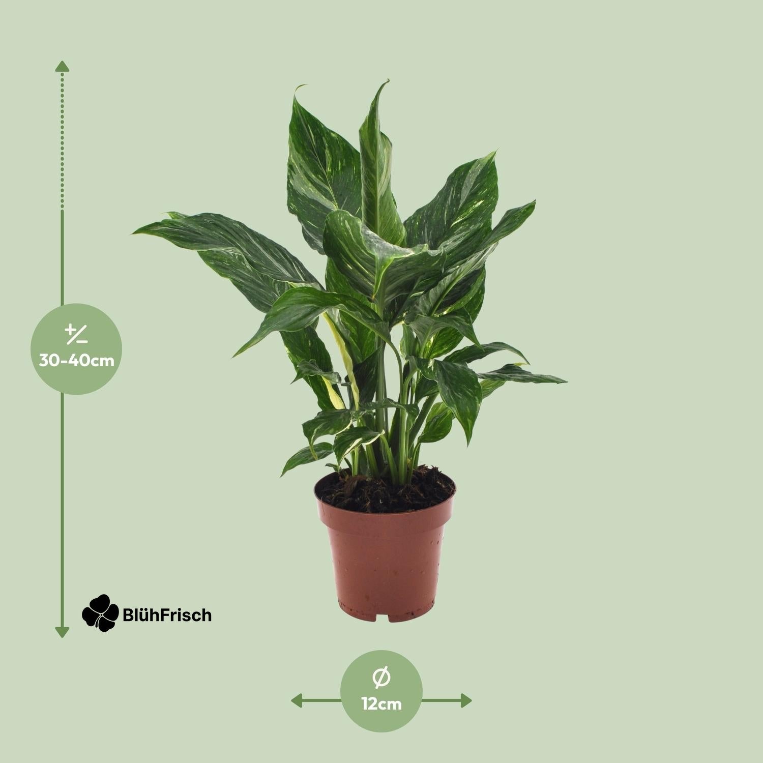 Spathiphyllum Diamond - Ø12cm - ↕40cm