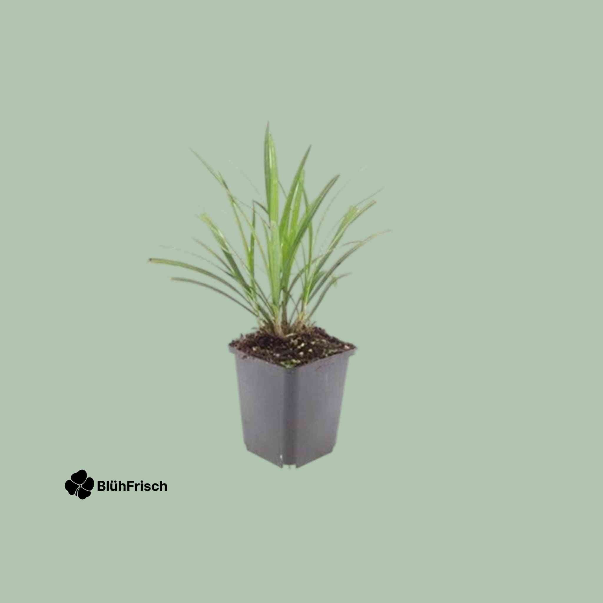 48x Liriope muscari 'Ingwersen' - ↕10-25cm - Ø9cm