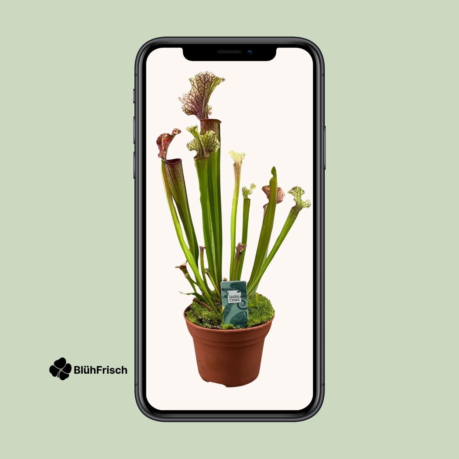 Sarracenia Judith Hindle - Ø12cm - ↕30cm