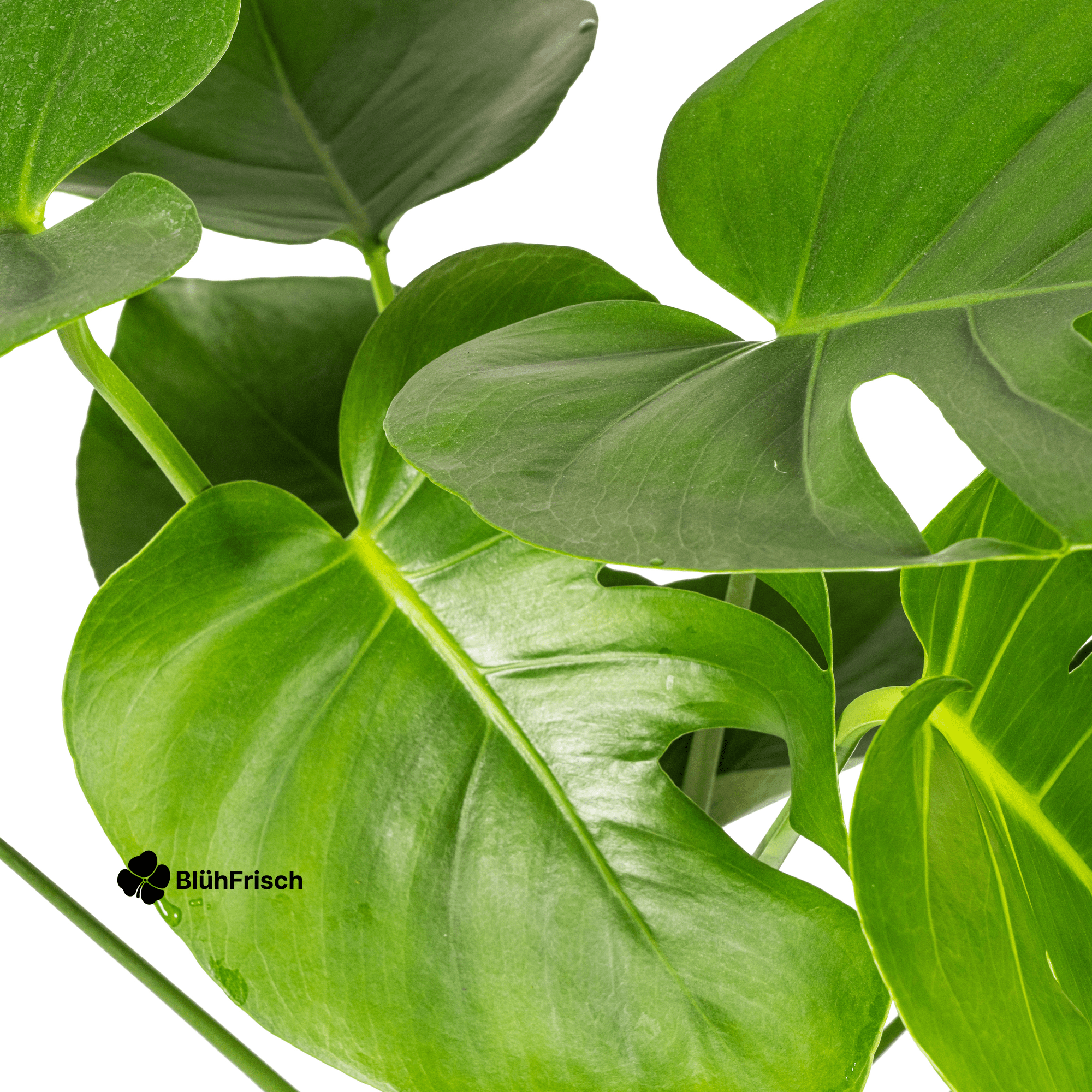 Monstera Deliciosa Tauerii Ø19cm - ↕70 - 90cm