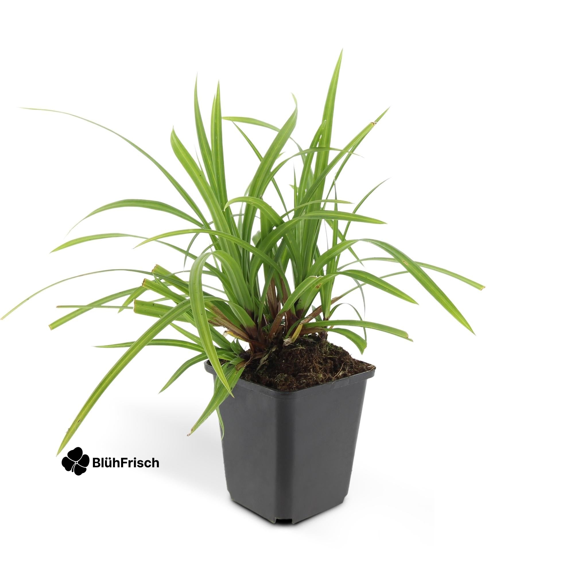 24x Carex morrowii 'Irish Green' - ↕10-25cm - Ø9cm