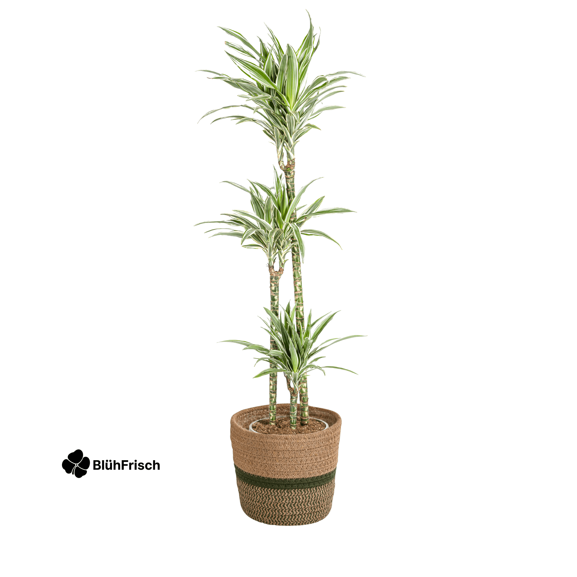 Dracaena Deremensis White Stripe mit Korb 130 - 150cm