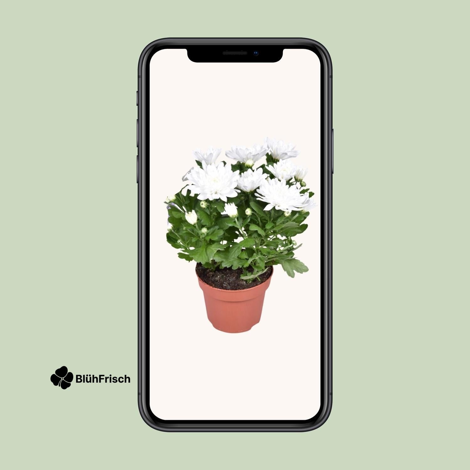 Chrysant Brave - Ø12cm - ↕26cm