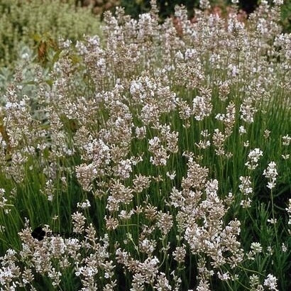24x Lavandula int. 'Edelweiss' - ↕10-25cm - Ø9cm