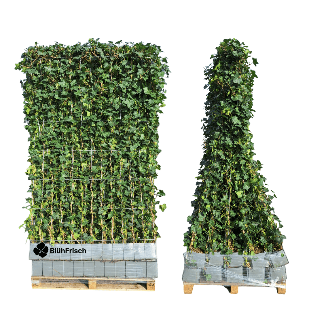 Hedera Hibernica - Efeu - Fertighecke - ↨150 cm
