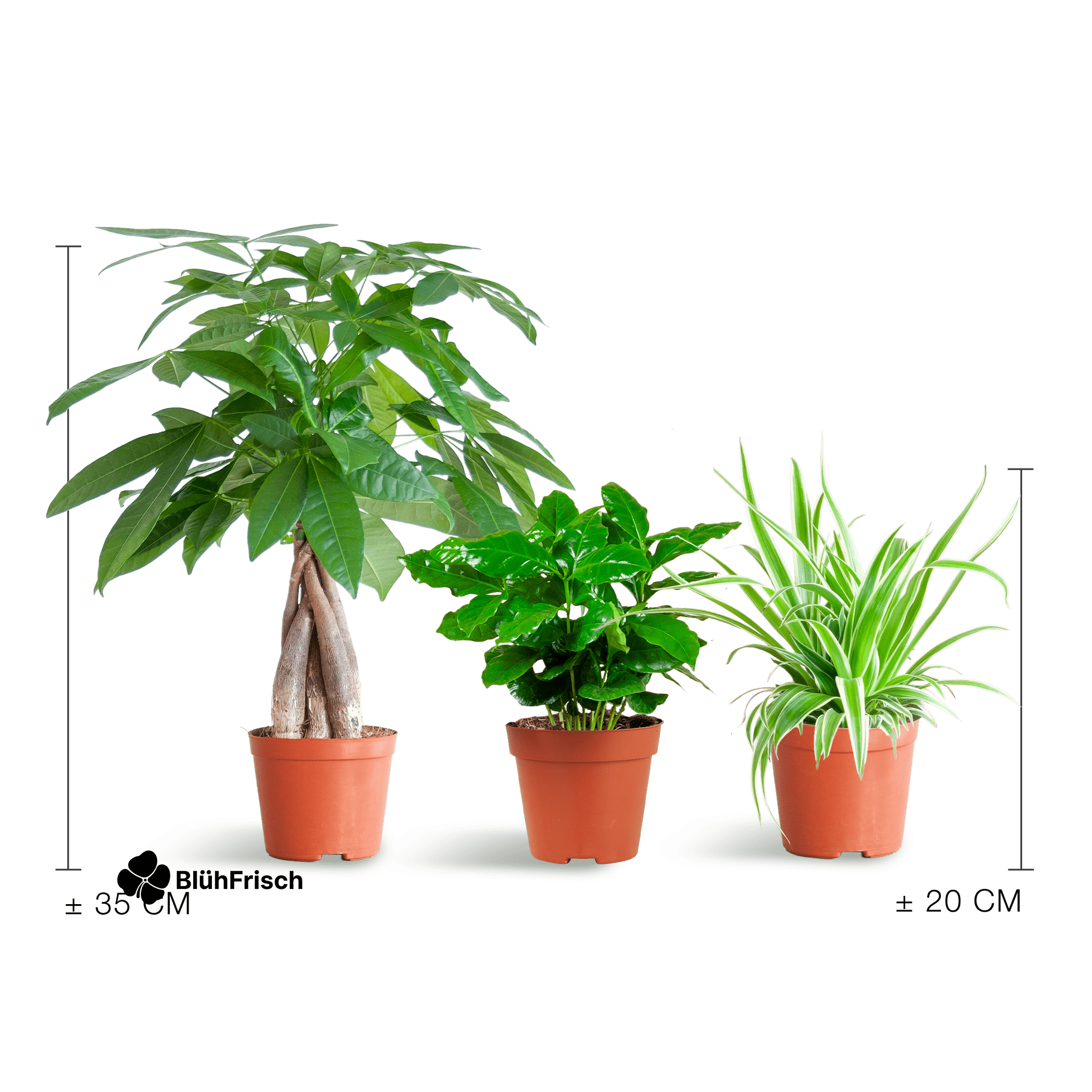 Tierfreundliche Plant Box - klein - ohne Dekotopf - Ø12