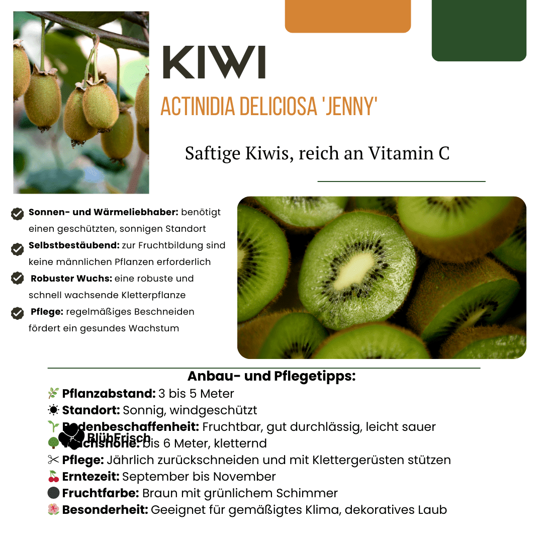 3 x Bio-Kiwipflanzen – Ø 13 cm – ↨ 20 cm