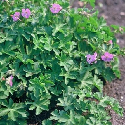 24x Geranium cant. 'Cambridge' - ↕10-25cm - Ø9cm