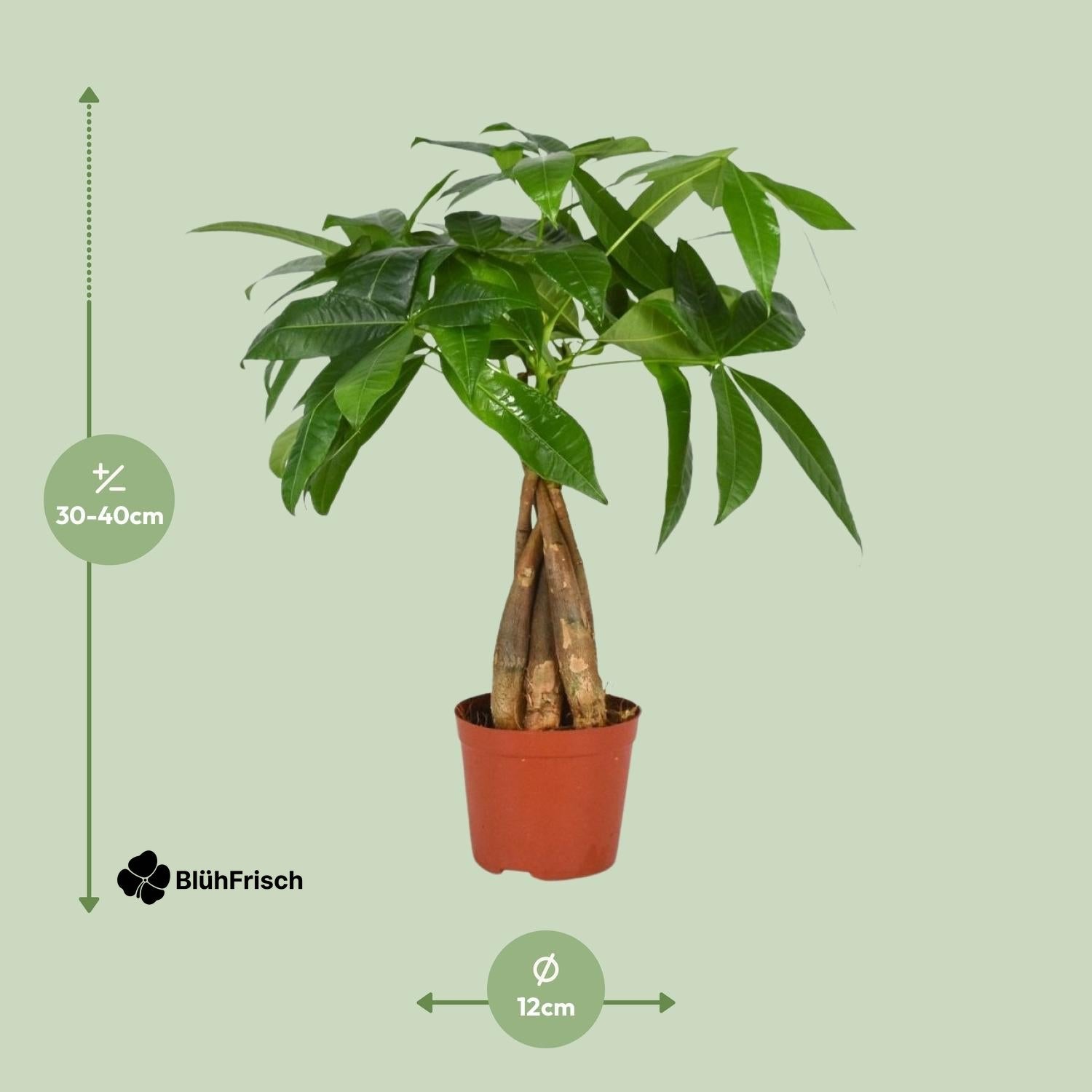 Pachira Aquatica - Ø12cm - ↕35cm