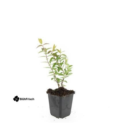 24x Hypericum 'Hidcote' - ↕10-25cm - Ø9cm