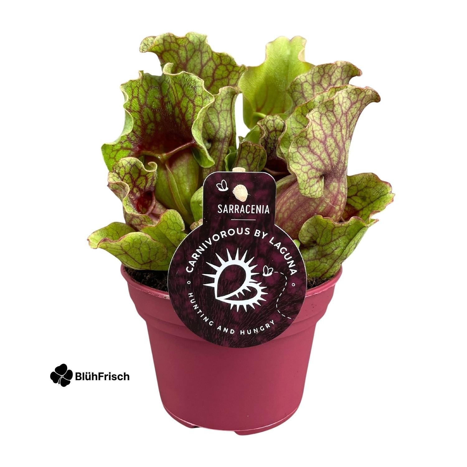 Sarracenia - Ø12 ↕20