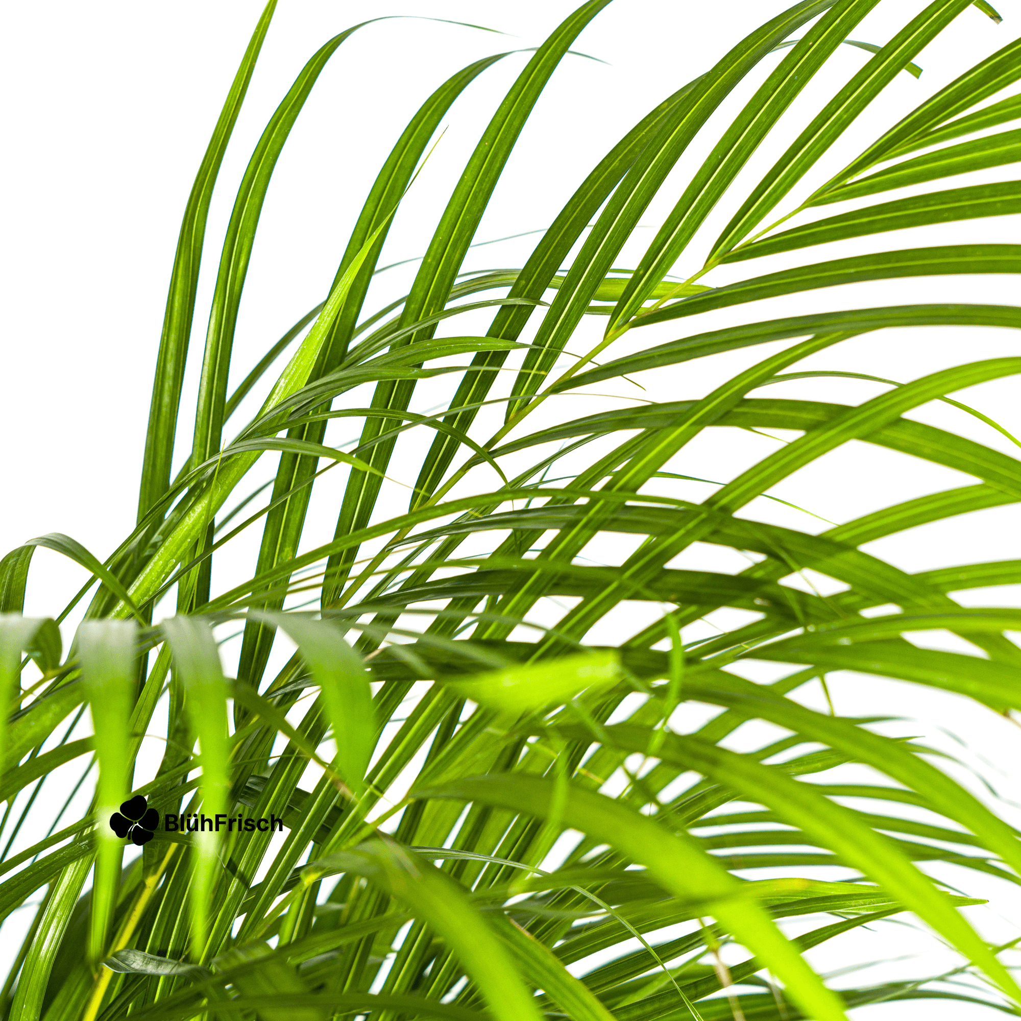 Dypsis Areca Lutescens mit Korb 120 - 140cm