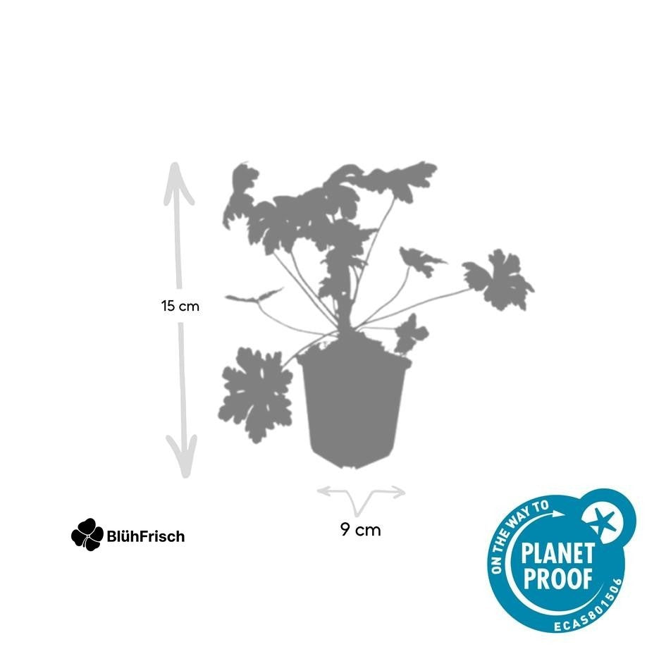 24x Geranium macr. 'Ingwersen's Var.' - ↕10-25cm - Ø9cm
