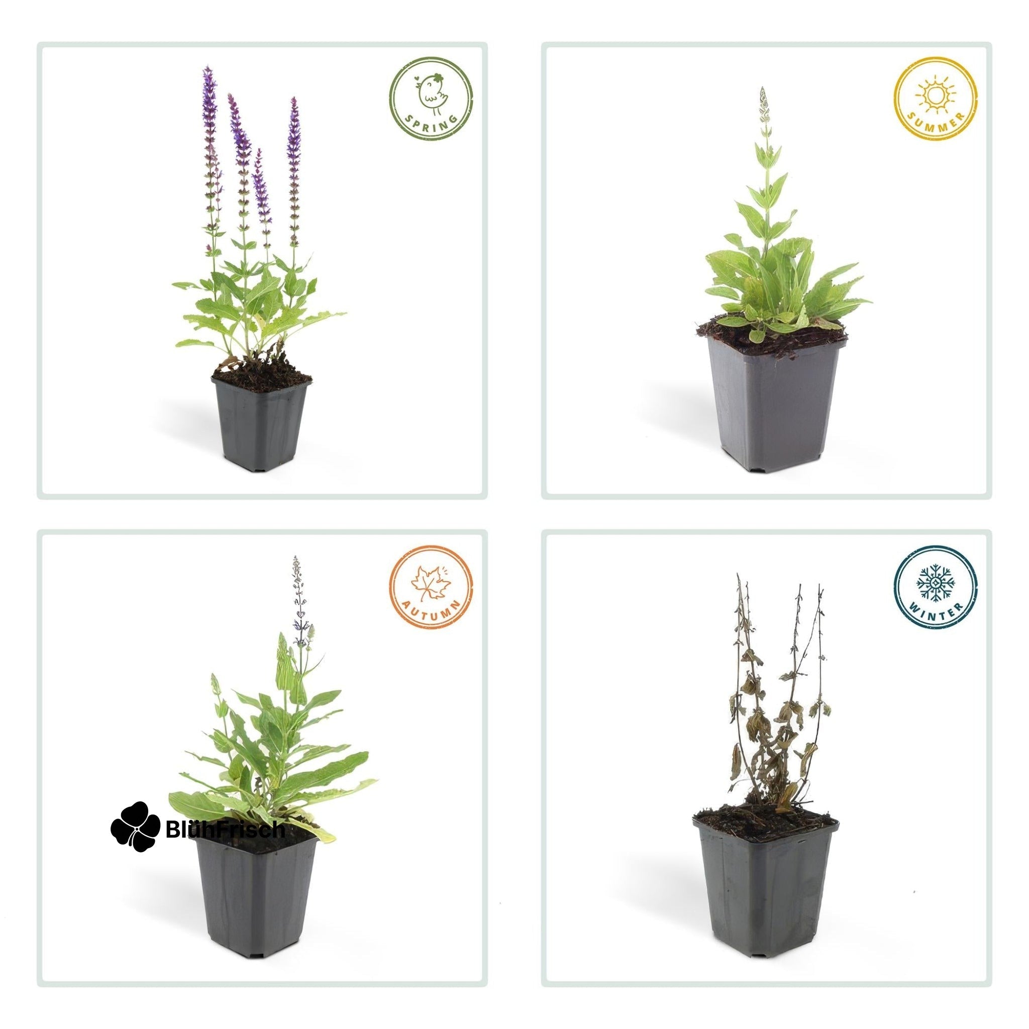 24x Salvia nem. 'Ostfriesland' - ↕10-25cm - Ø9cm