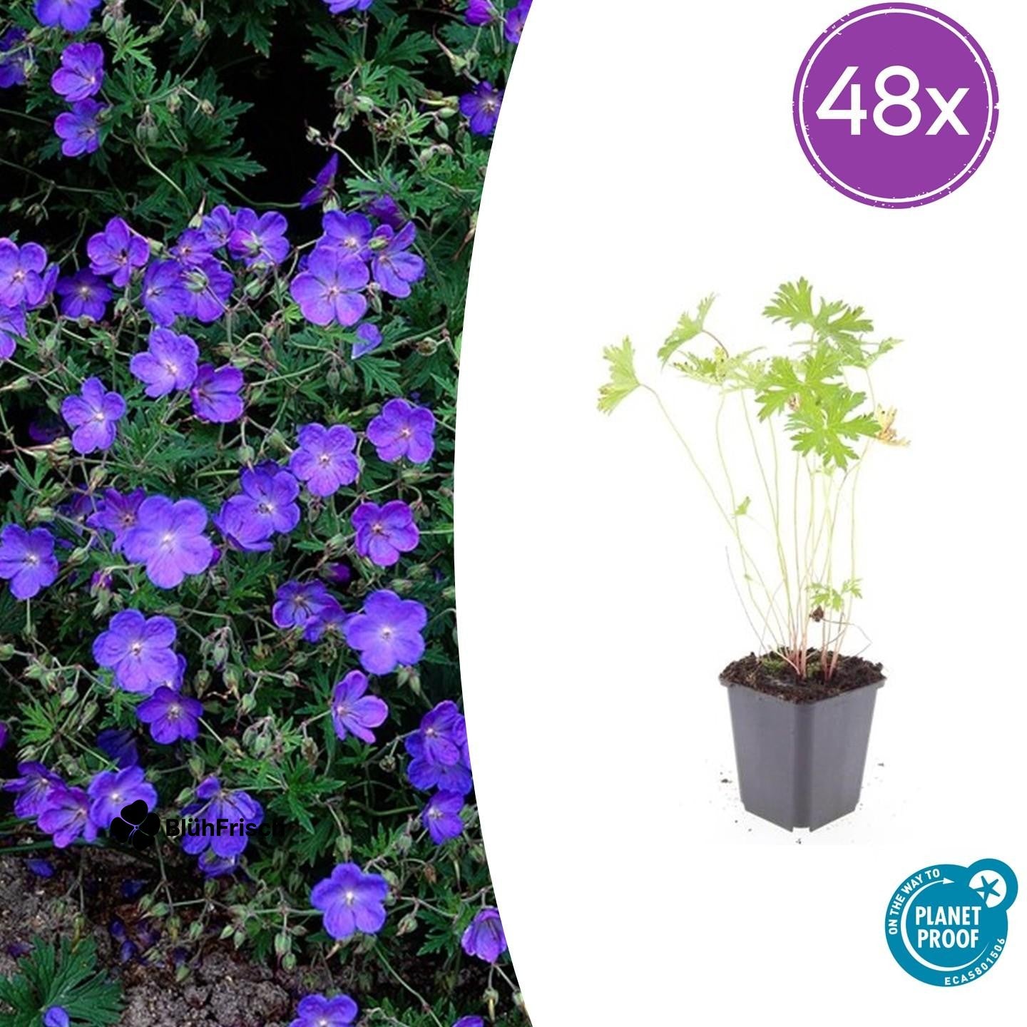 48x Geranium 'Johnson's Blue' - ↕10-25cm - Ø9cm