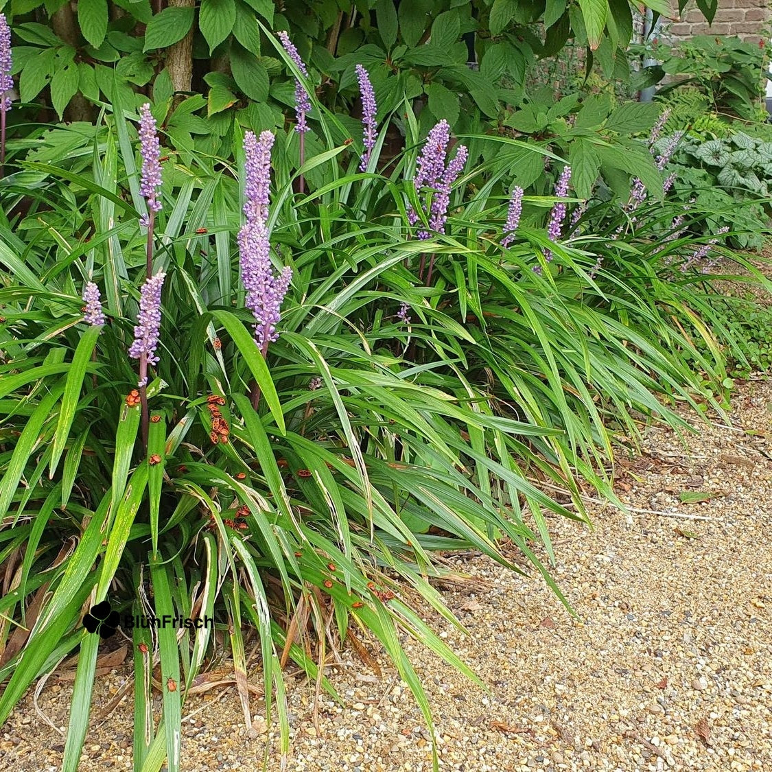 24x Liriope muscari 'Ingwersen' - ↕10-25cm - Ø9cm