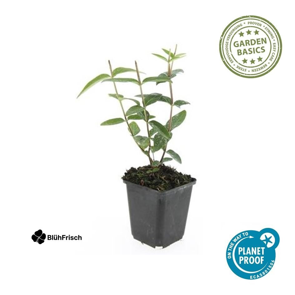 24x Hypericum inodorum - ↕10-25cm - Ø9cm