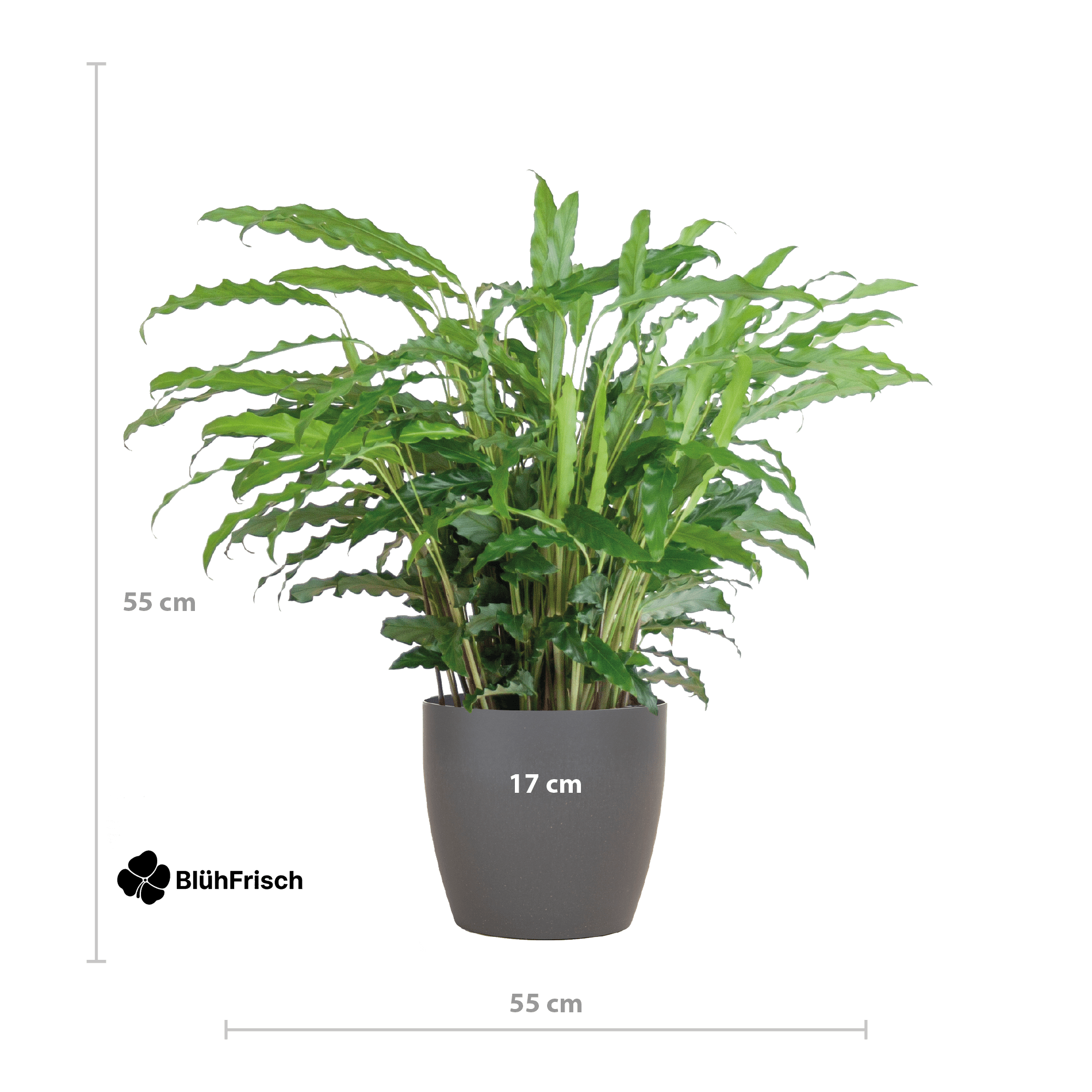 Calathea Rufibarba mit Viber Grau - 55cm - Ø17