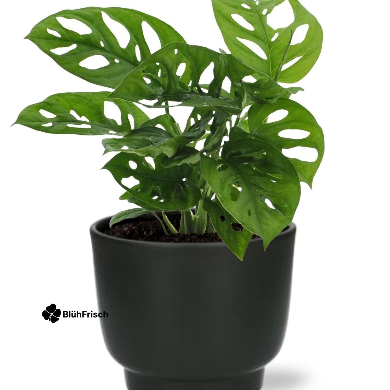 Monstera Monkey Leaf - Ø12cm - ↕30cm + Potenza Pot D13x11cm - Schwarz