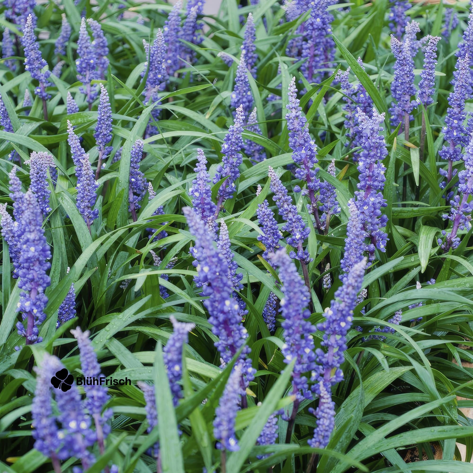 24x Liriope muscari 'Big Blue' - ↕10-25cm - Ø9cm