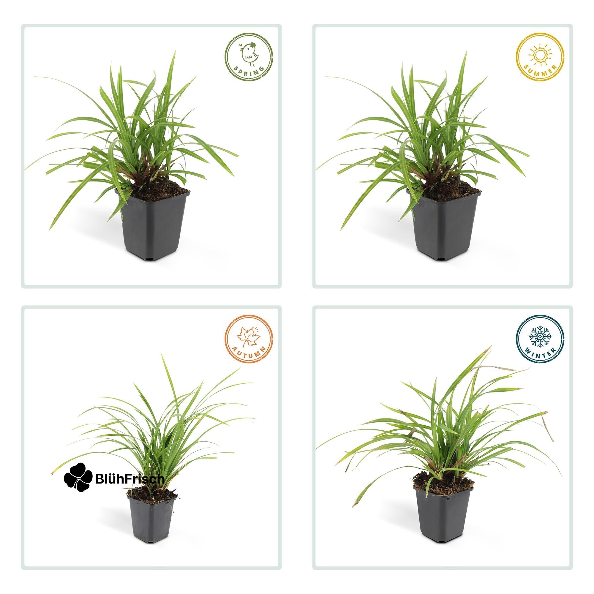 24x Carex morrowii 'Irish Green' - ↕10-25cm - Ø9cm