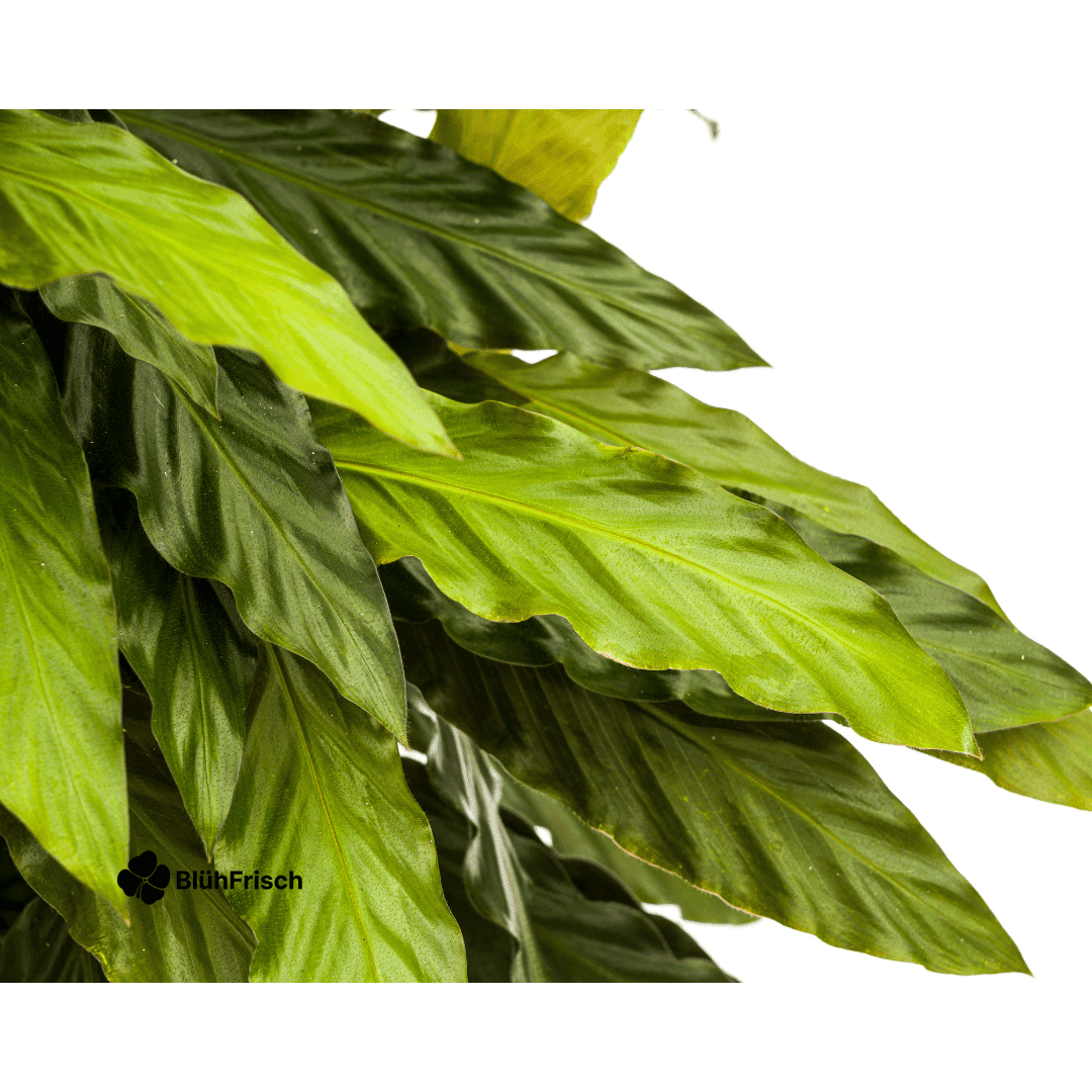 Calathea Rufibarba Ø27cm - ↕60 - 80cm