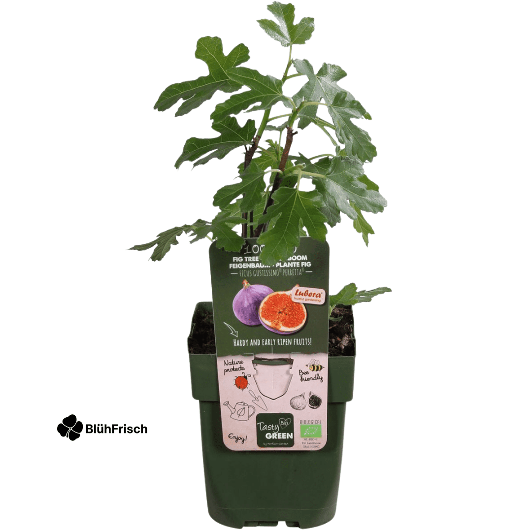 3 x Bio-Feigenbäume – Ø 13 cm – ↨ 20 cm