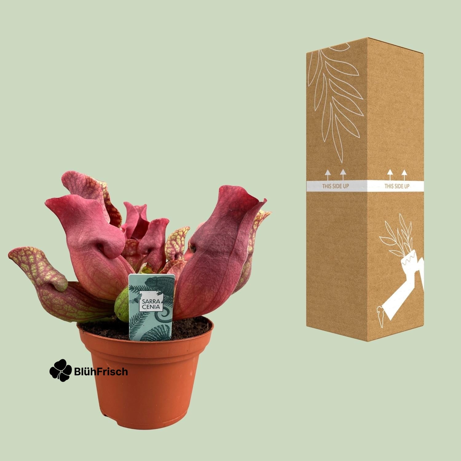 Sarracenia Maroon - Ø12 ↕23