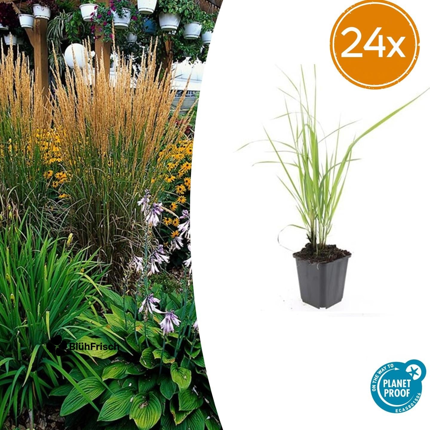 24x Calamagrostis acut. 'Karl Foerster' - ↕10-25cm - Ø9cm