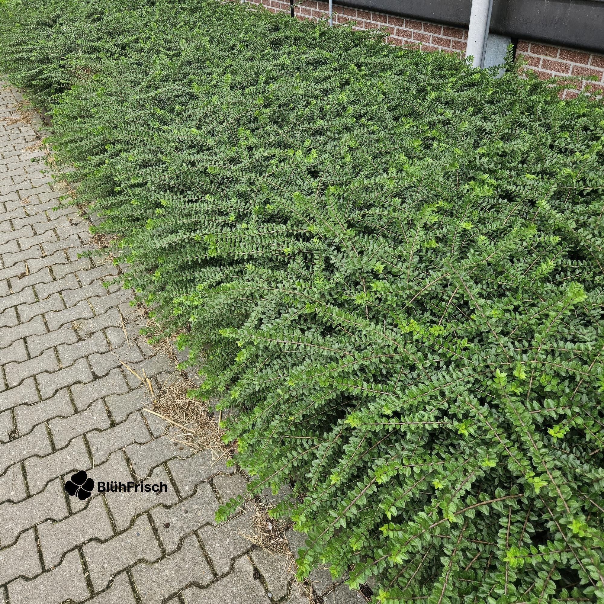 24x Lonicera nit. 'Maigrün' - ↕10-25cm - Ø9cm