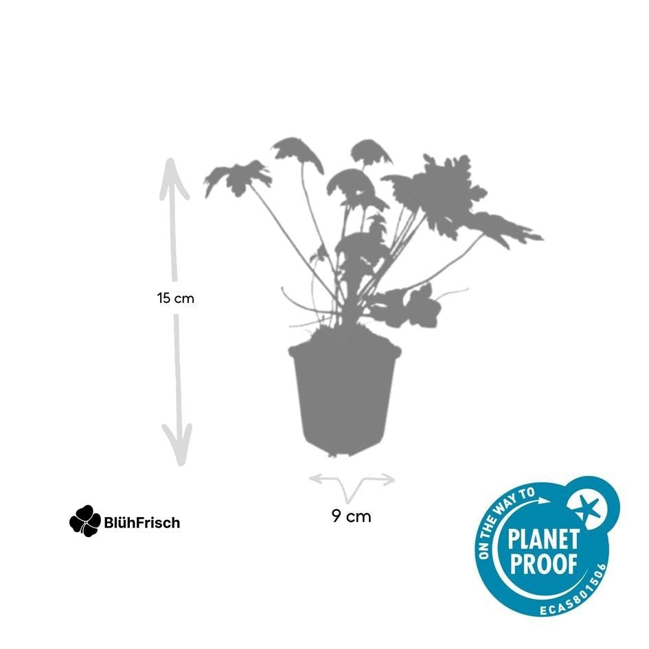 48x Geranium macr. 'Spessart' - ↕10-25cm - Ø9cm