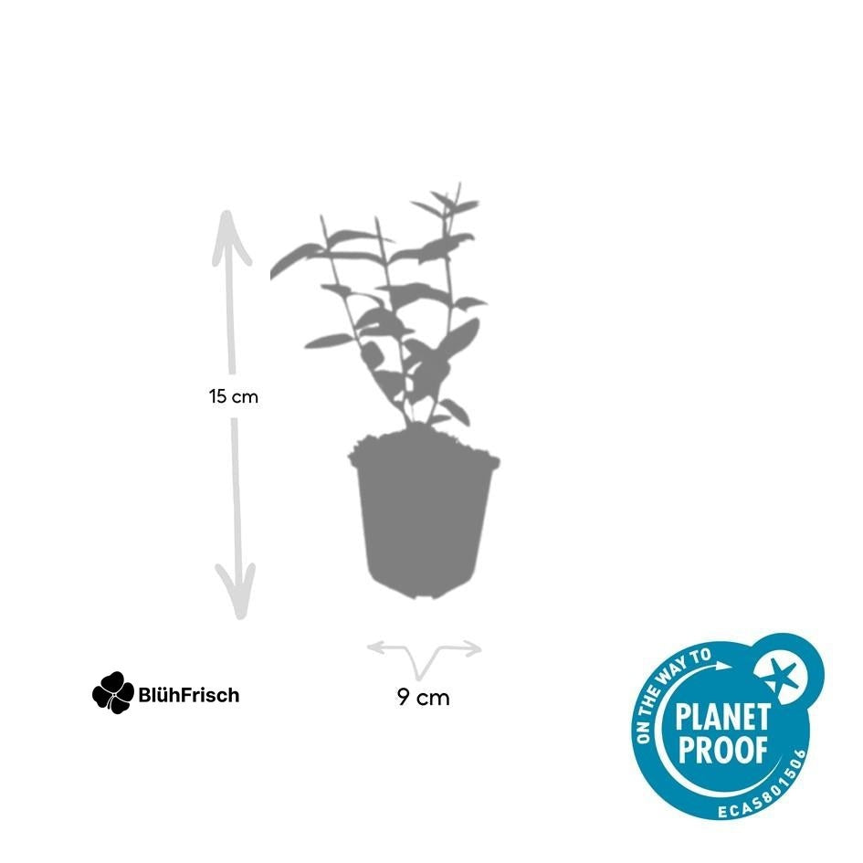 24x Hypericum inodorum - ↕10-25cm - Ø9cm