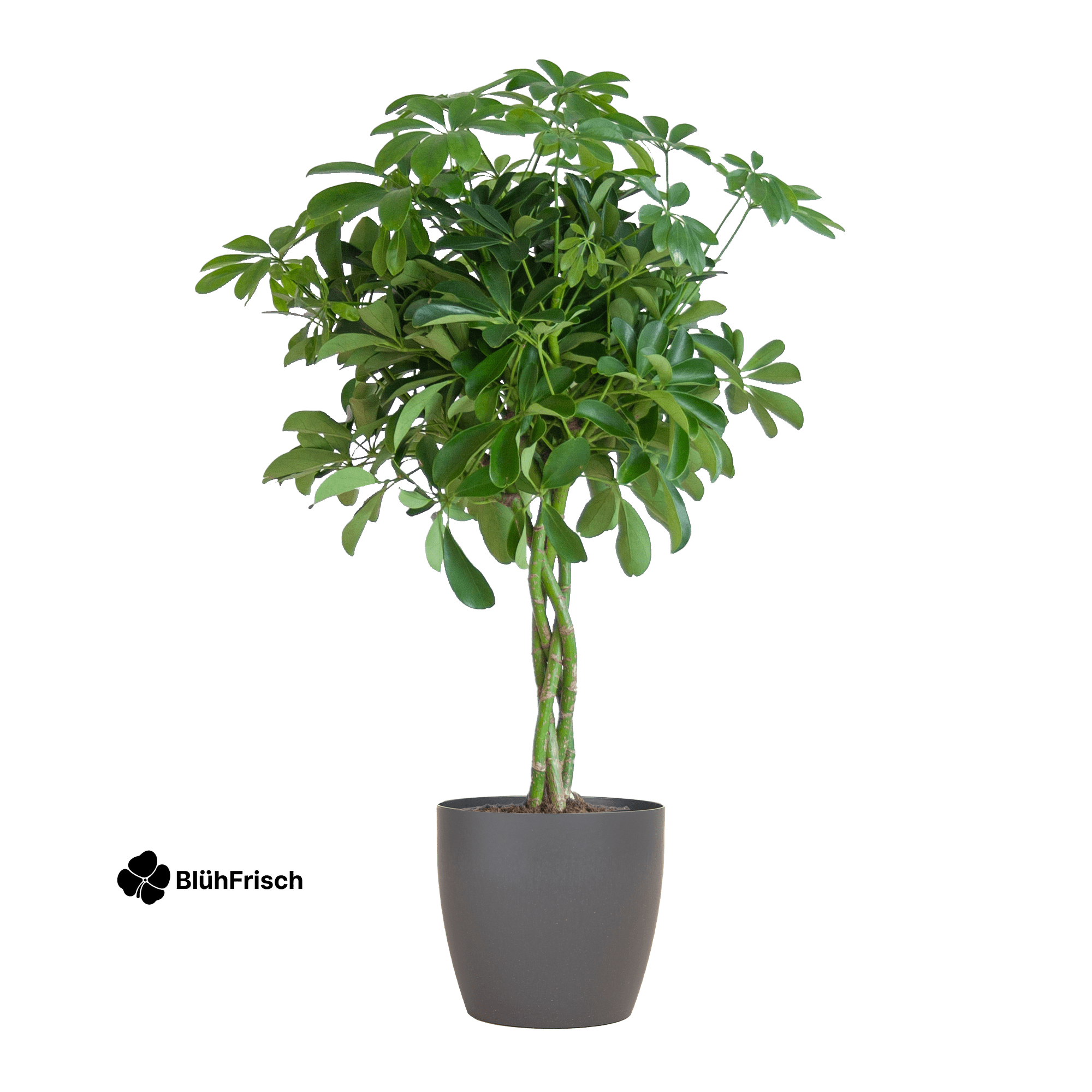 Schefflera Arab Nora mit Viber grau – 70 cm – Ø21