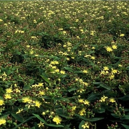 48x Hypericum inodorum 'Rheingold' - ↕10-25cm - Ø9cm