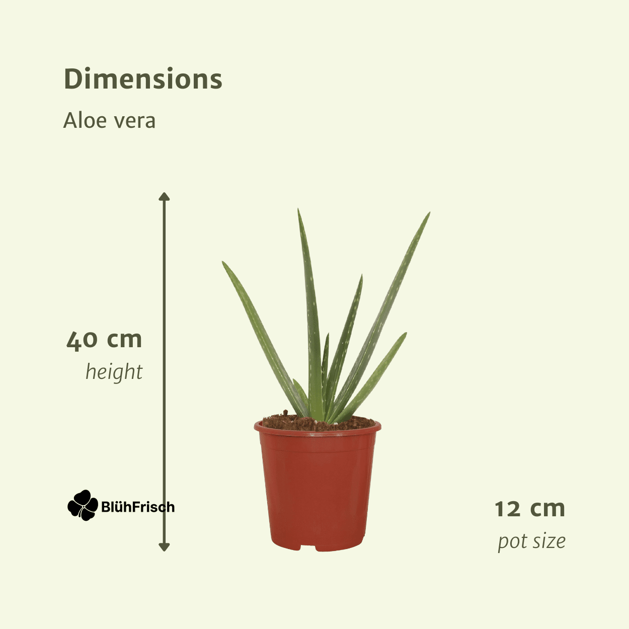 2x Aloe Vera - Sukkulente - 40cm - ø12