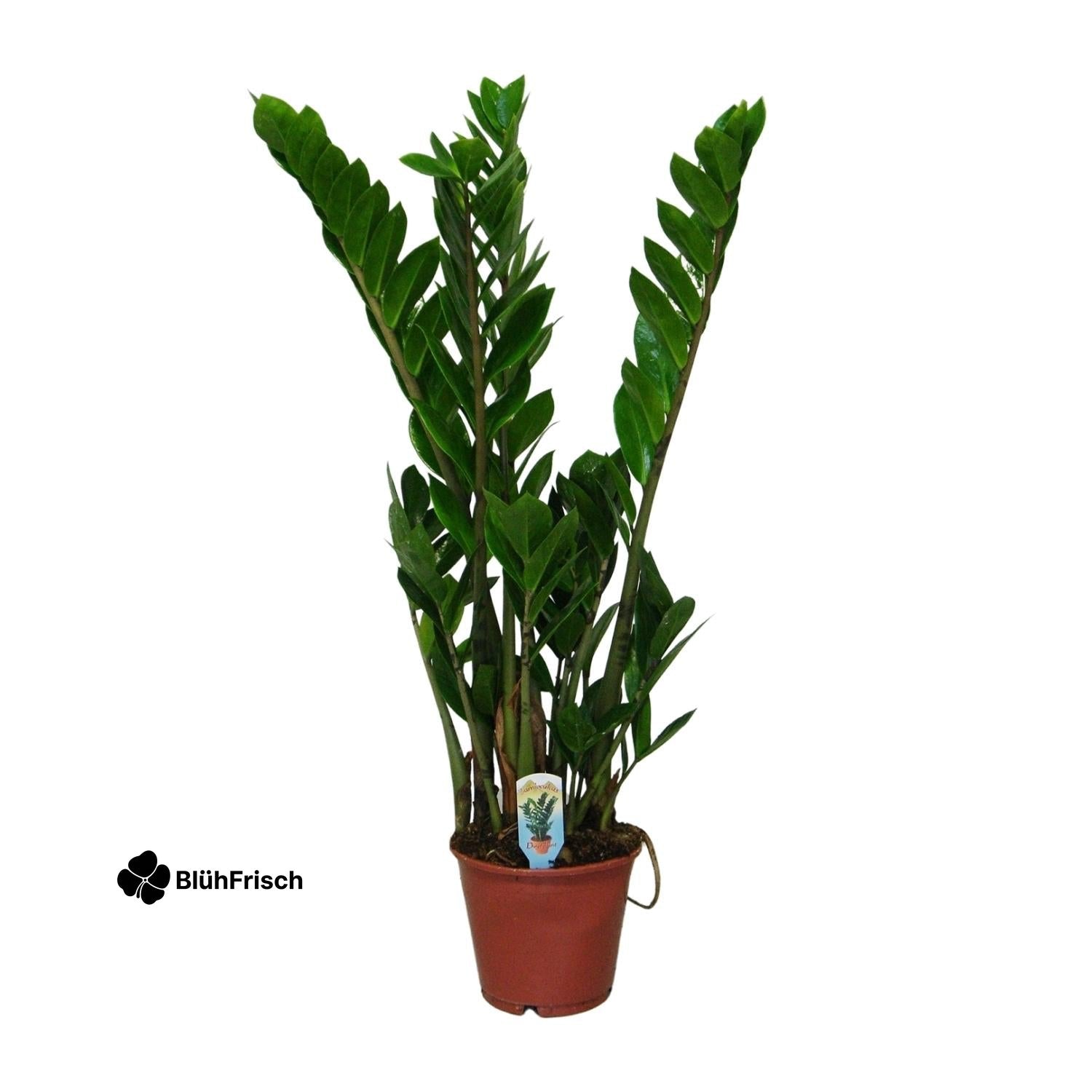 Zamioculcas Zamiifolia - Ø14cm - ↕50cm