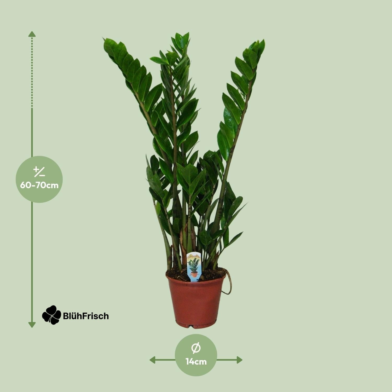 Zamioculcas Zamiifolia - Ø14cm - ↕50cm