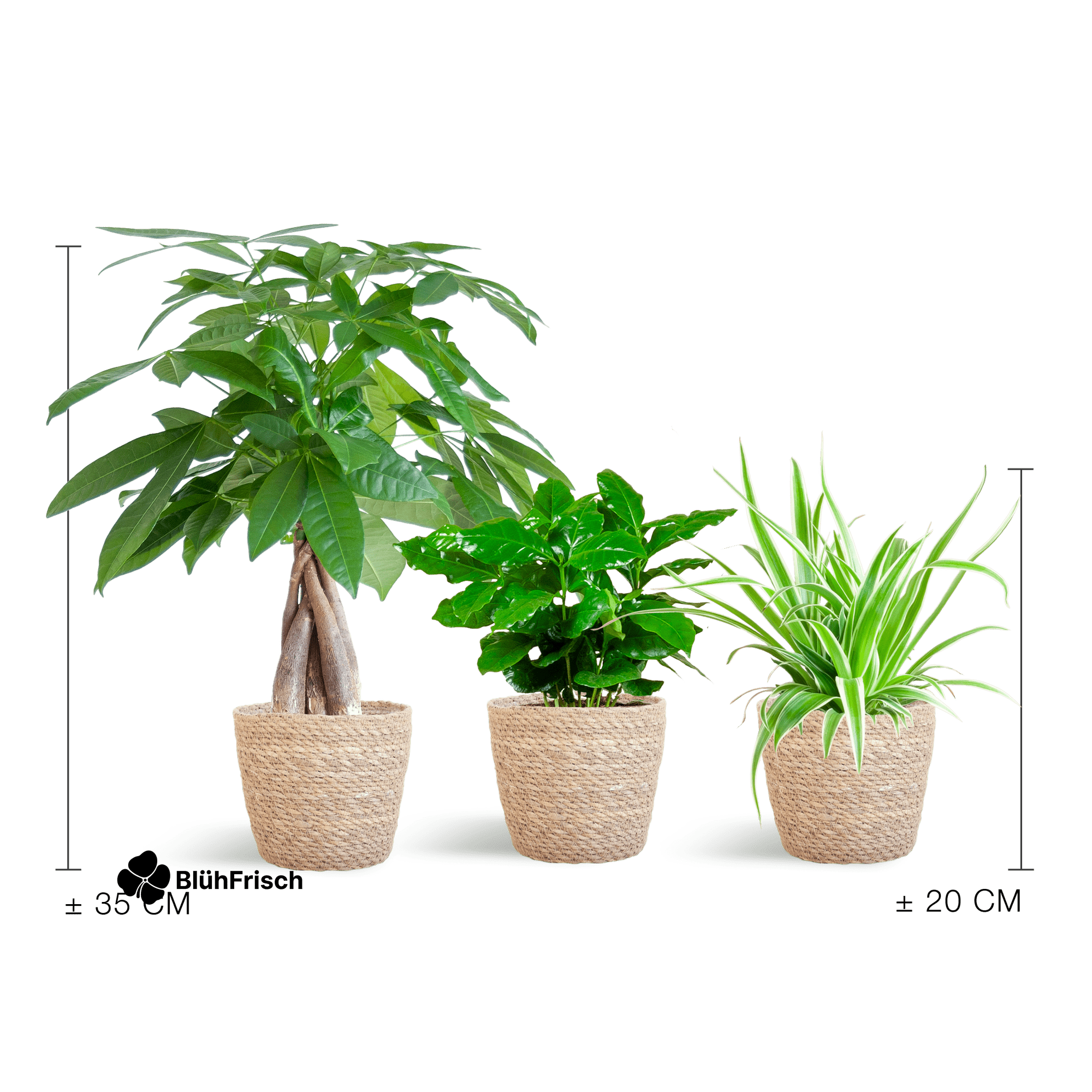 Tierfreundlicher Pflanzenkasten - klein - mit Korb Sofia natur - Ø12