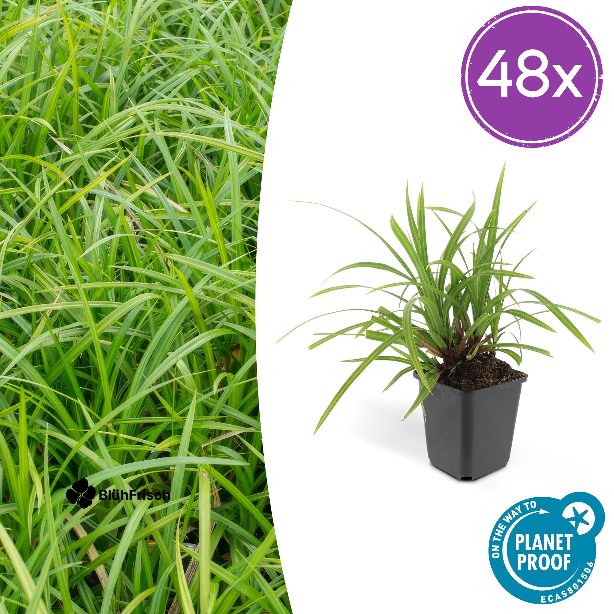 48x Carex morrowii 'Irish Green' - ↕10-25cm - Ø9cm